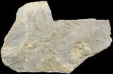Cruziana (Fossil Trilobite Trackways) - Morocco #49204-1